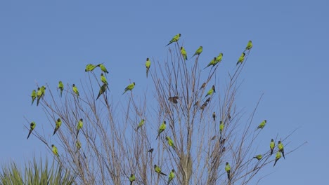 Periquitos-Nanday-Verdes-Salvajes-Acuden-Y-Vuelan-A-Un-árbol-En-Florida