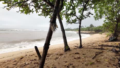 wild beach sri lanka tropical rainforest indian ocean coastline nature south asia empty