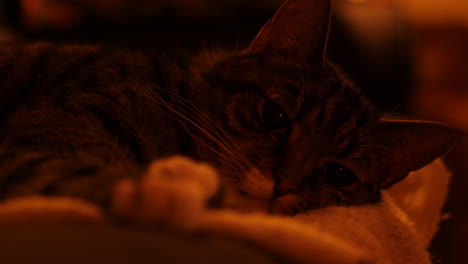 cat resting under a red light