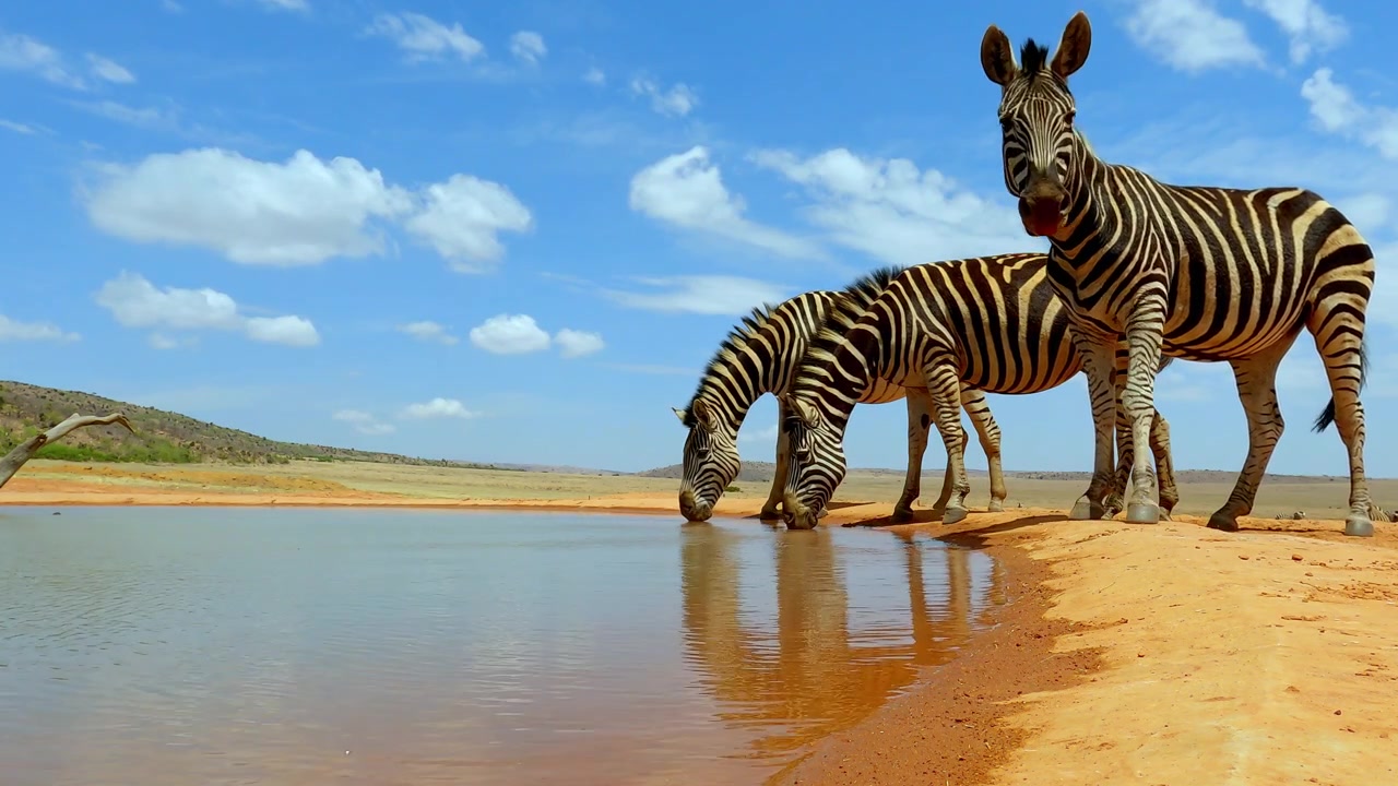 Waterhole ground level POV of zebras arriving at waterhole to drink
