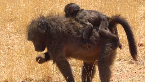 una madre babuino lleva un bebé babuino en la espalda a través de un campo en áfrica