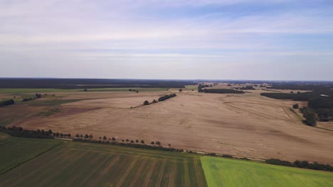 Summer-Day-rural-area,-green-maize-lush-field,-forest