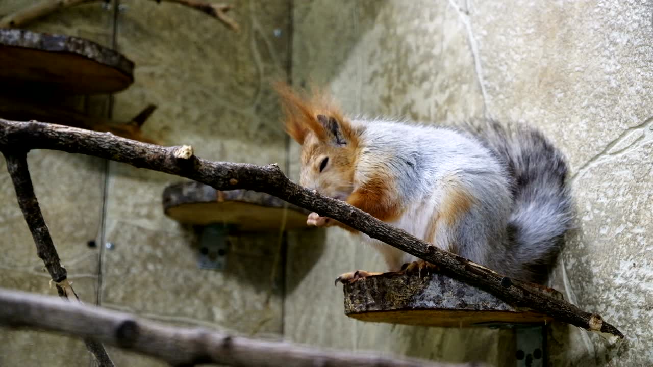 다람는 동굴에 앉아 있다. 다람가 견과류를 먹는다.