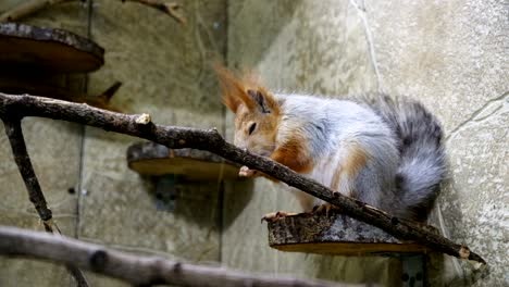the squirrel sits in a cage. squirrel eats nuts