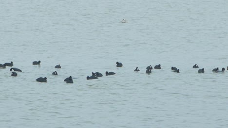 Eurasian-coot-flock-swimming-in-the-water-and-looking-for-food,-overcast-day,-distant-shot