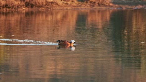 a white faced duck swims over a lake at sunset