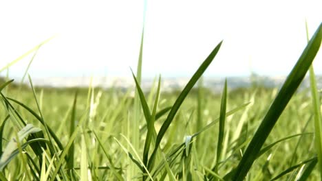 el viento sopla a través de la hierba