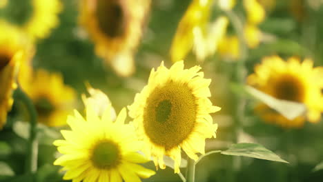 Campo-De-Girasoles-Florecientes-En-Una-Puesta-De-Sol-De-Fondo