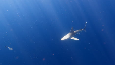 el tiburón de arena nada bajo la superficie del océano en agua azul con los rayos del sol brillando a través