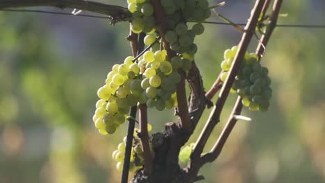 close-up macro footage of grapes