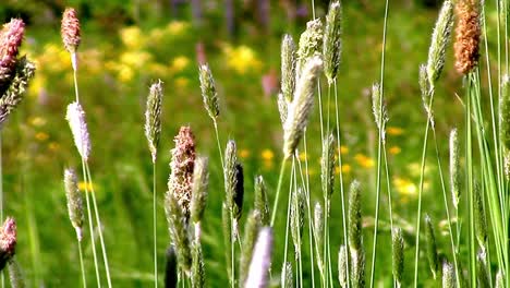 wild grasses swaying in the breeze on an english grass verge