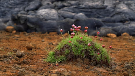 Sparsamkeitspflanze-Mit-Blumen-Auf-Dem-Boden-In-Island