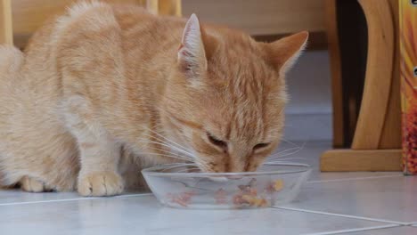 slm orange cat on a tile floor eating cat food from a glass bowl
