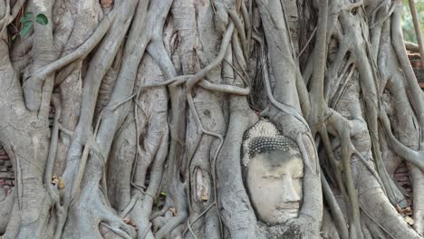 time-lapse of a buddha statue head in tree roots