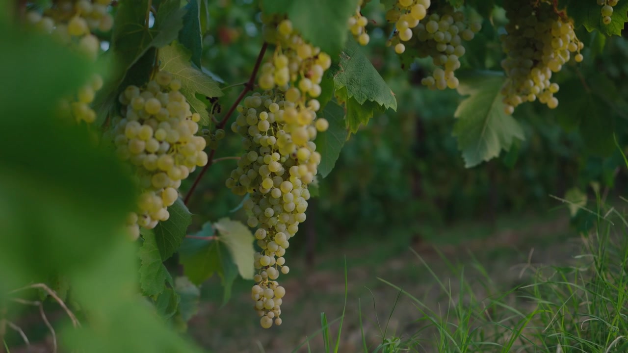 Grappoli d'uva fresca che crescono tra foglie verdi in un vigneto estivo.