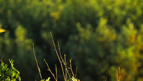 Common-linnet-perched-on-tree-branch-and-takeoff,-Texel,-The-Netherlands