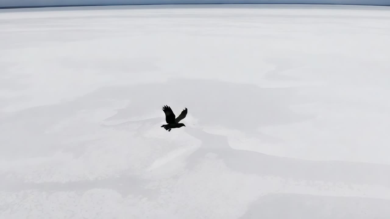 羽ばたく一羽の暗い色の鳥が淡い氷の上を前進し、低い雲の地平線に近づいている。