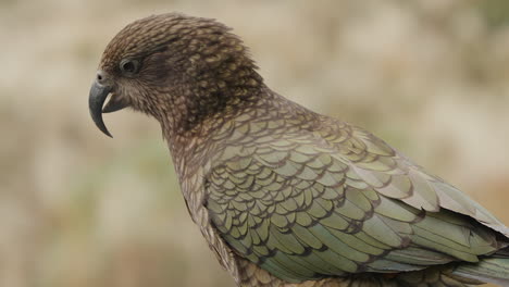especie única de loro alpino, el pájaro kea en el parque nacional de fiordland, nueva zelanda