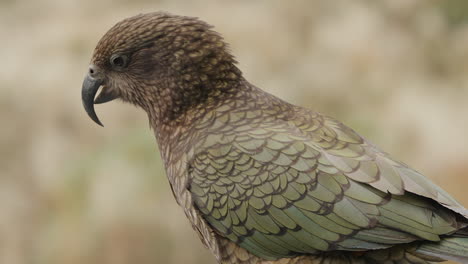 unique alpine parrot species, kea bird in fiordland national park, new zealand