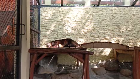 the mongoose is fast asleep in its cage at a zoo