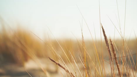 Wärmende-Szenerie-Mit-Goldenen-Gräsern,-Die-Sich-Sanft-Im-Wind-Am-Strand-Wiegen