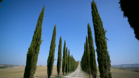 cipreses en fila a lo largo de la carretera de toscana - conductor pov