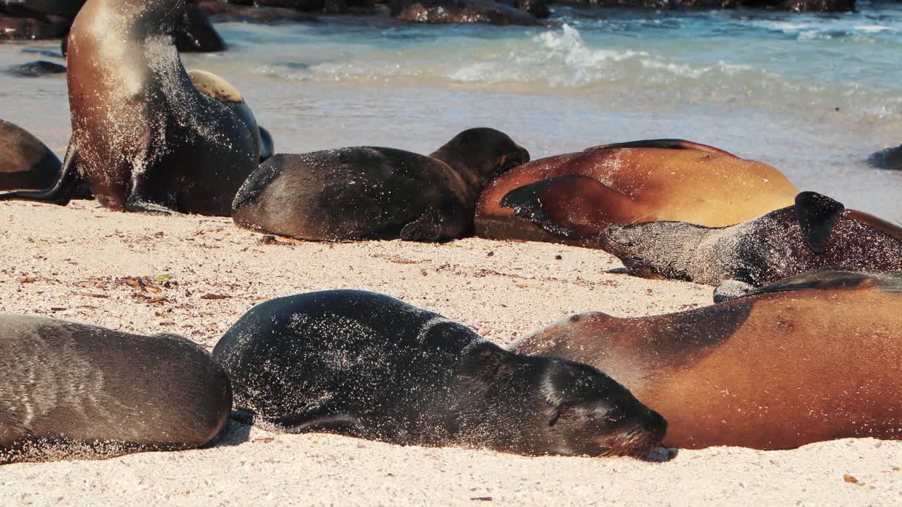 estilo de vida de los leones marinos en las islas galápagos