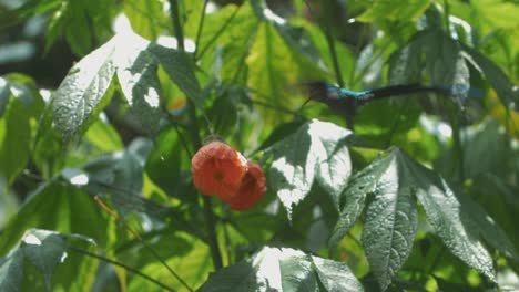 Beautiful-blue-humming-bird-feeding-on-a-red-rose,-Slow-motion-shot,-Cocora-Valley,-Colombia