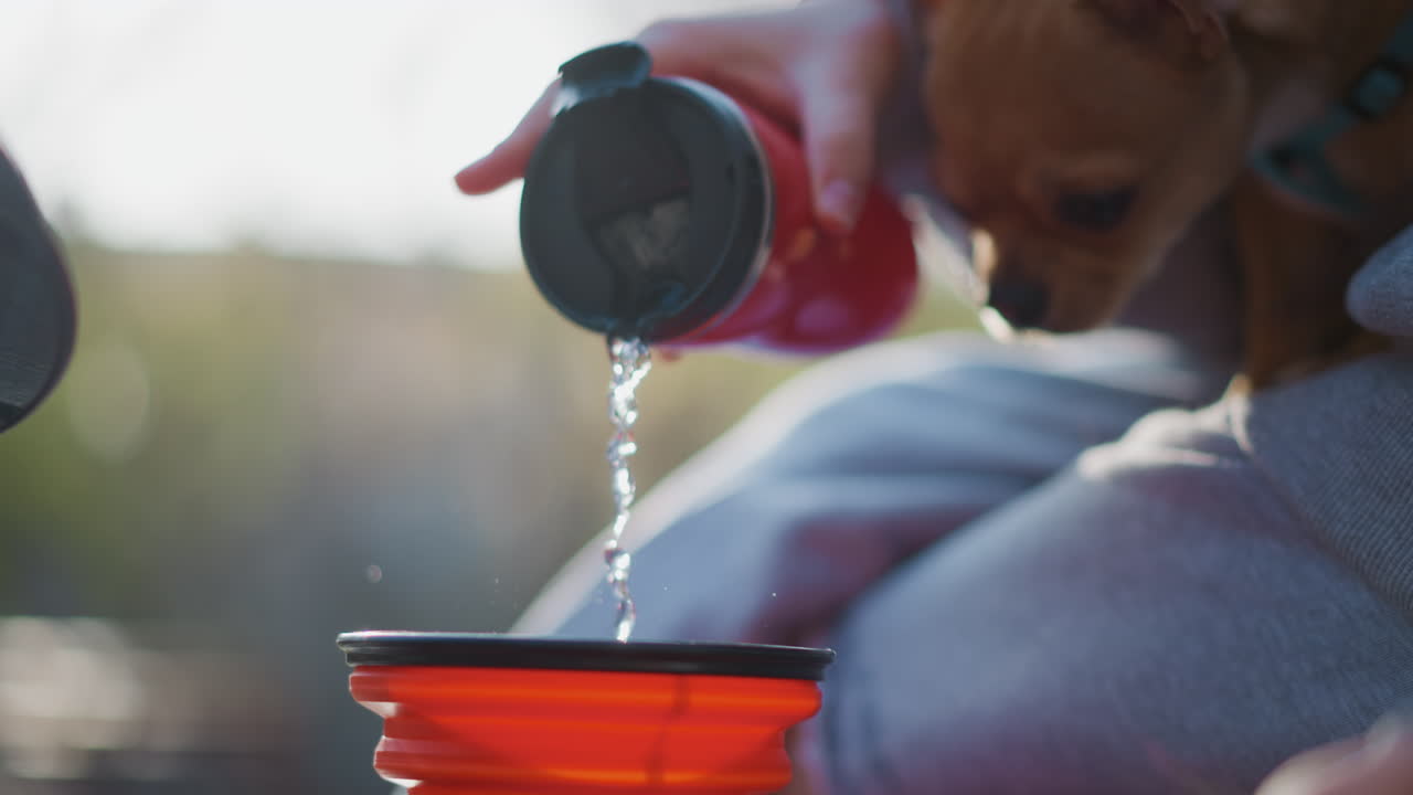 야외에서 작은 강아지가 수분을 유지하도록 신선한 물을 제공하고, 공원 피크닉에서 작은 개에게 물을 조심스럽게 주고, 화창한 오후 공원 피크닉을 즐기는 동안 작은 개에게 수분을 공급합니다.