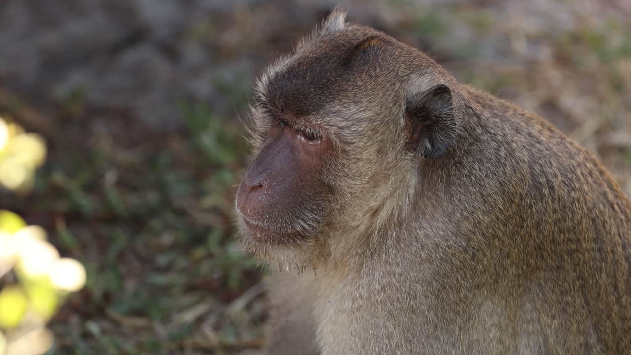 macaco girando la cabeza, observando el entorno