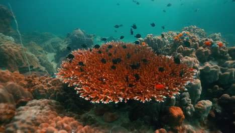 vibrant underwater coral reef ecosystem