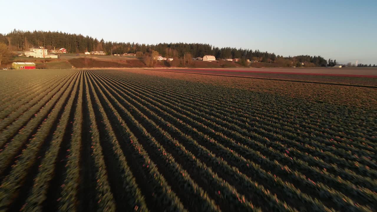 Volando basso sopra un campo coltivato di tulipani in fiore, alba, golden hour, aerea