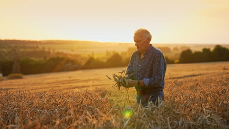 vast agricultural field of wheat at sunset time. old farmer walks by the plantation gathering spikes in a bunch