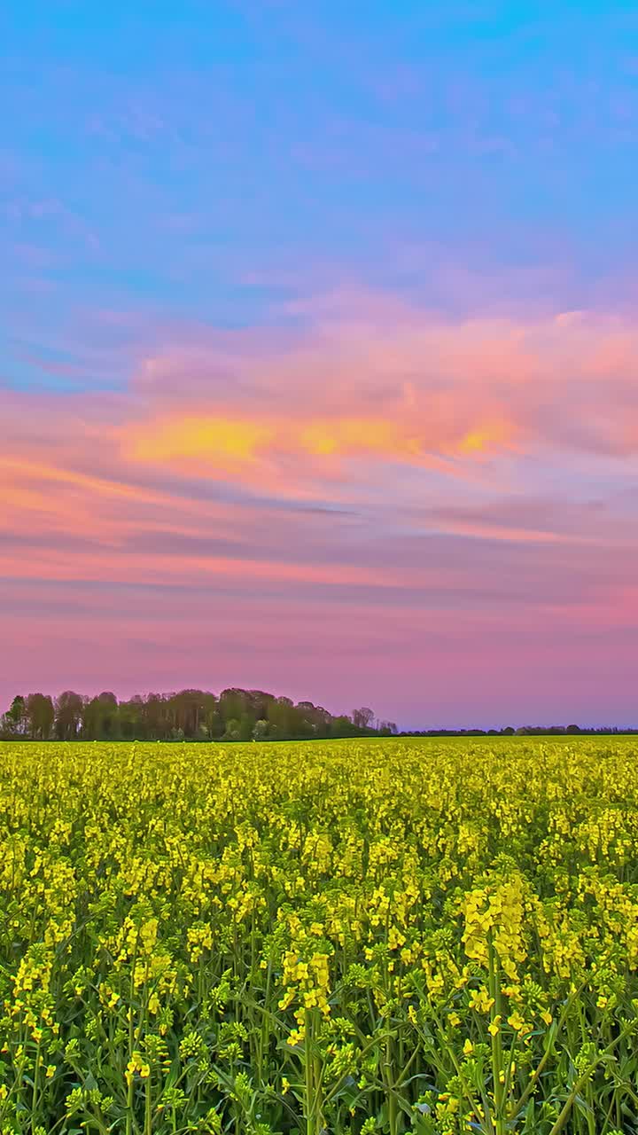 Beautiful pink sunset over yellow flowers field. Vertical Time lapse