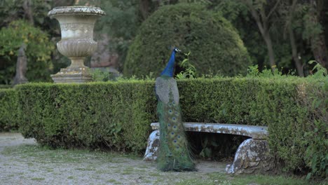 Beautiful-and-watchful-peacock-in-the-zoo