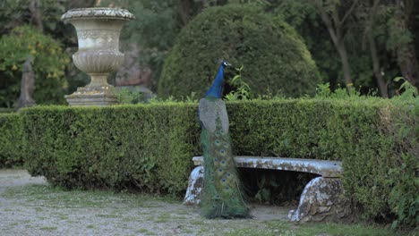hermoso y vigilante pavo real en el zoológico