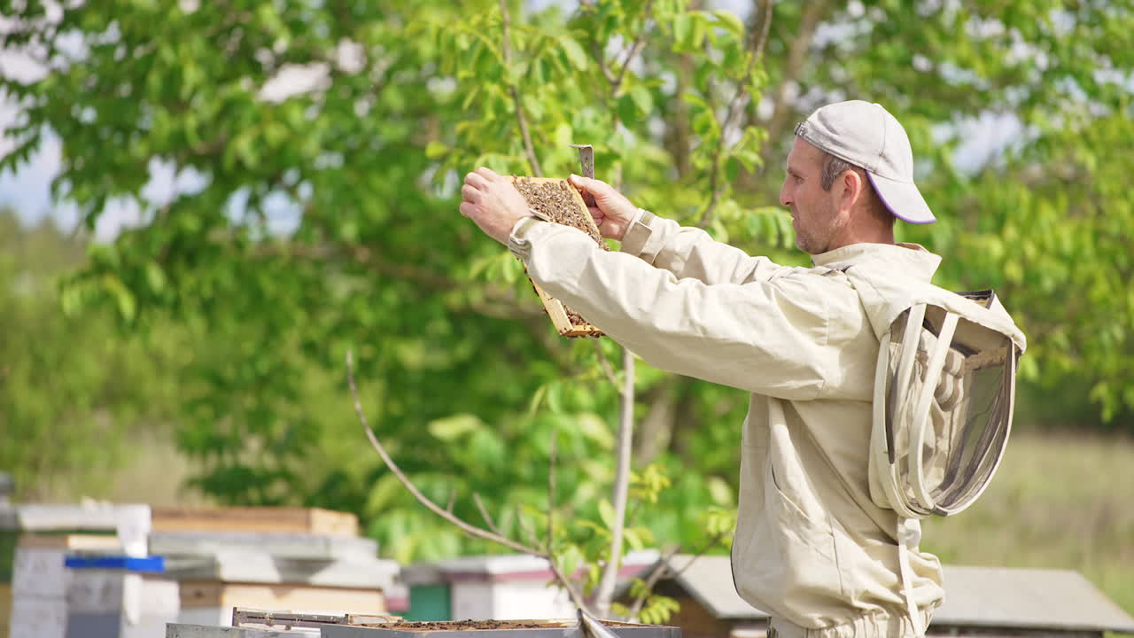 Full frame is pulled from a wooden beehive. Beekeeper checking the honeycombs covered with bees. Nature backdrop in blur.