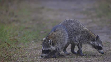 dos mapaches olfateando alrededor del suelo buscando comida