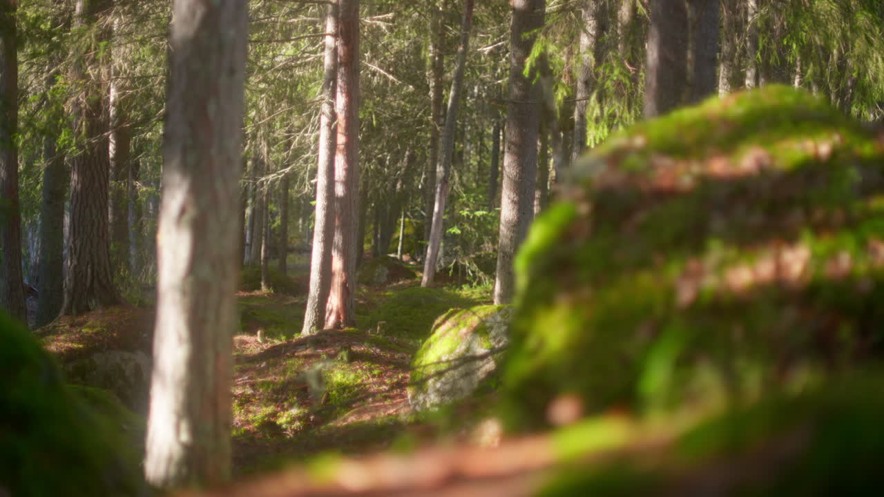 Paesaggio forestale suggestivo e tranquillo