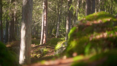 Scenic-and-calm-forrest-scene