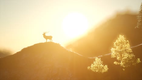 deer male in forest at sunset