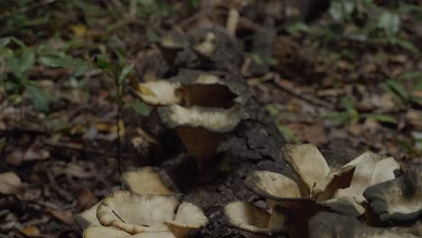 mushrooms grown on tree log on the ground at rainforest