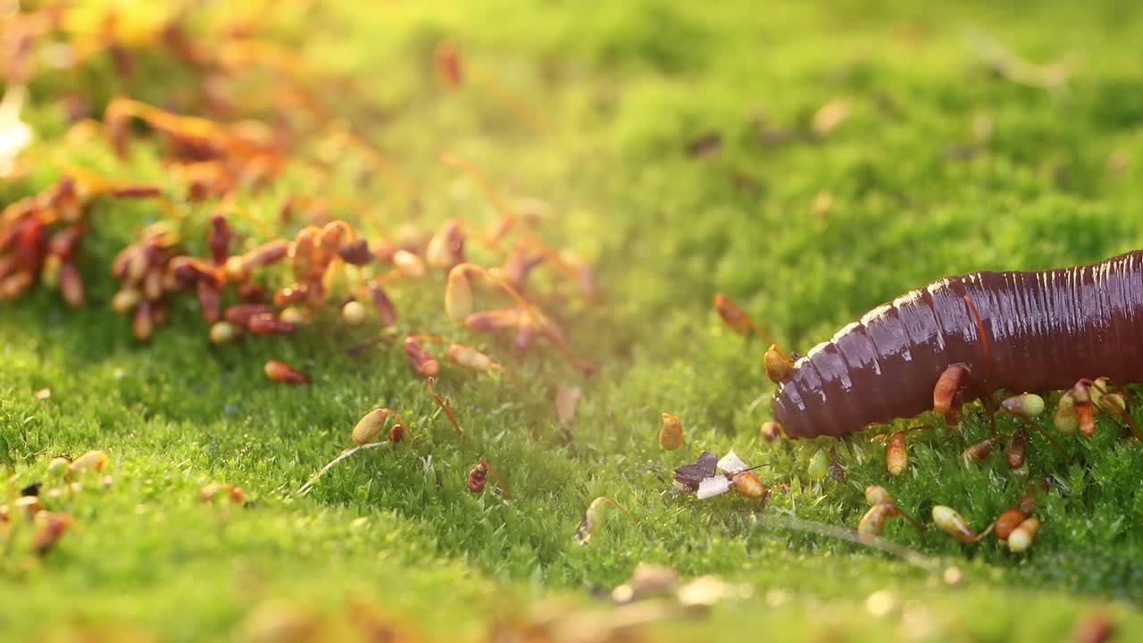 지 ⁇ 이 (영어: earthworm) 는 지상 무척추동물로 클리텔라타 (clitellata, order oligochaeta, phylum annelida) 에 속한다. 그들은 튜브 내의 튜브 체계를 나타낸다.