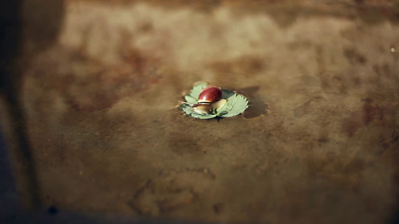 Snail on a green leaf in a water