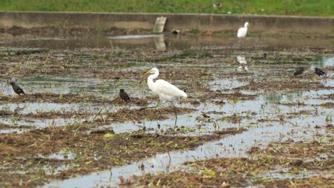 Silberreiher-Beim-Spazierengehen-Auf-Den-Landwirtschaftlichen-Ackerflächen,-Beim-Waten-Und-Auf-Der-Suche-Nach-Heruntergefallenen-Feldfrüchten-Und-Insektenbeute-Auf-Den-Abgeernteten-Reisfeldern,-Nahaufnahme