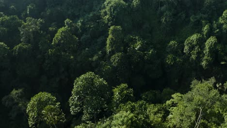 Eleva-Tus-Sentidos-Con-Un-Ascenso-Panorámico-A-Través-Del-Exuberante-Dosel-Verde-Del-Encantador-Bosque-De-Bali,-Capturando-La-Belleza-De-La-Naturaleza-Desde-Una-Perspectiva-única.