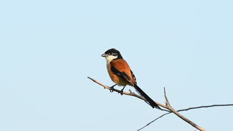 rufous-backed shrike, lanius schach, looking around for a prey to be had while perched on a bare branch in a windy afternoon at pak pli, nakhon nayok, thailand