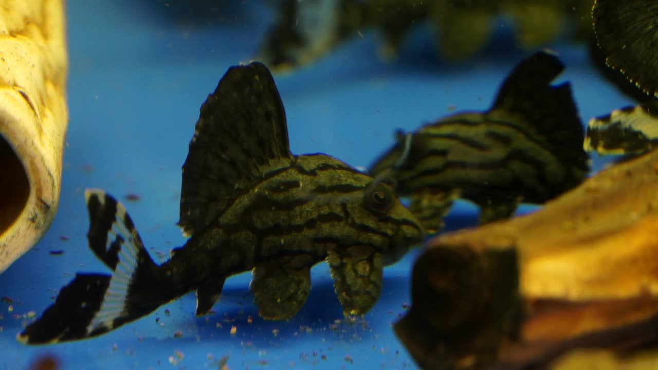 черно-серый полосатый сом-сосальщик тупоглазый королевский плеко с ломаной линией сидит на дне и боках аквариума с плавающим вокруг кормом