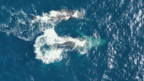 Sydney-Whale-watching-aerial-view-migrating-to-the-north-at-Maroubra-beach,-Sydney,-NSW-Australia-coastline
