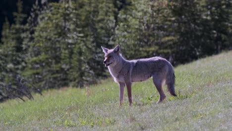 A solitary coyote stands alert in a vibrant meadow, surrounded by the lush greenery of a forested area